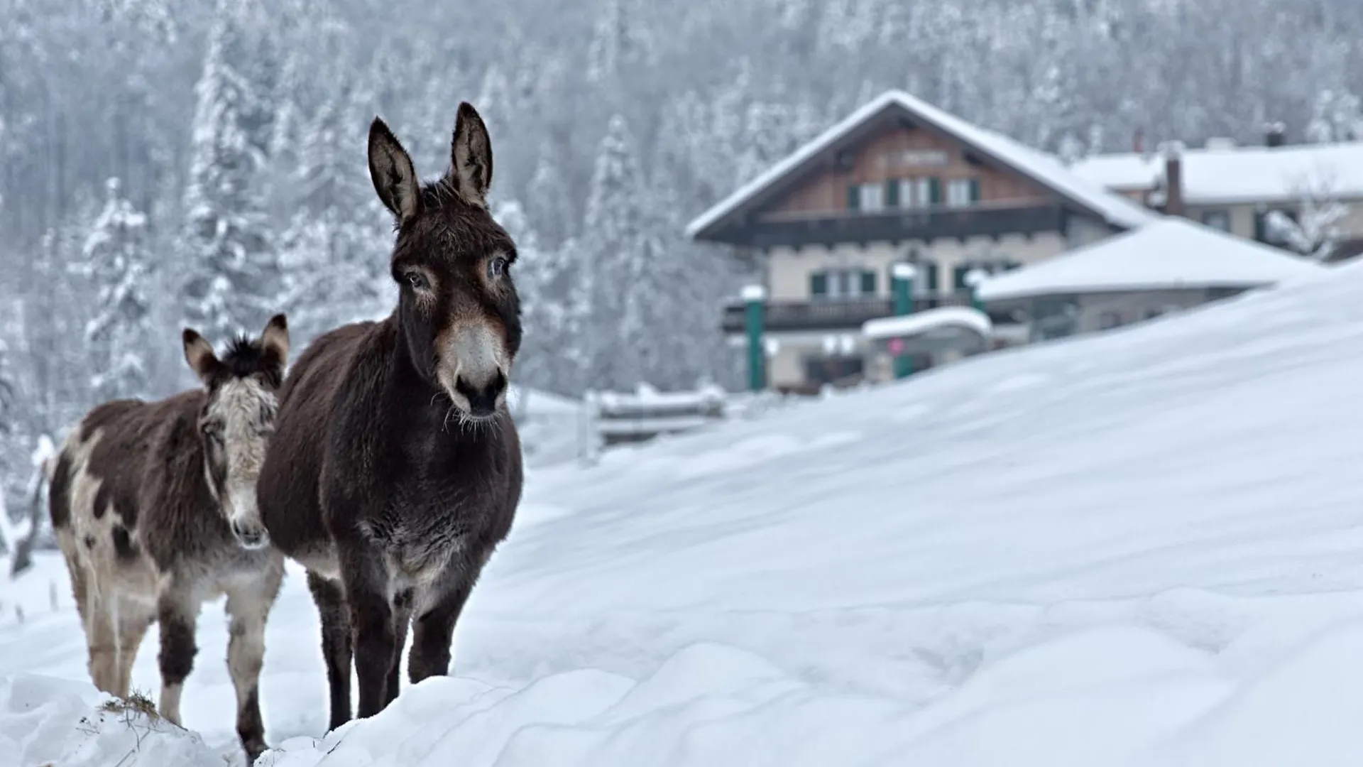Berggasthof Hotel Duftbraeu I Ruhige Alleinlage I Mitten Im Gruenen Samerberg Germany